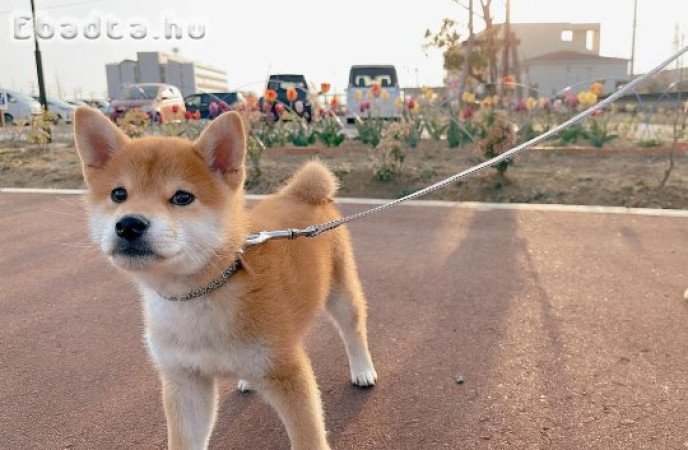 Akita kölykök