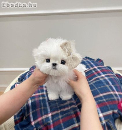 Máltai selyemkutyák eladók