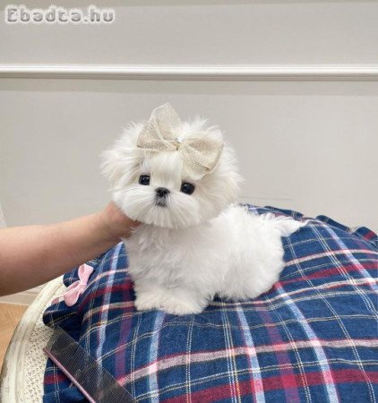 Máltai selyemkutyák eladók