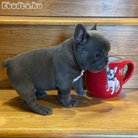 Francia bulldog kölykeink
