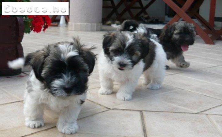 Bichon havanese kölykök