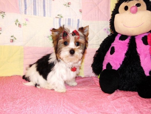 Biewer Yorkshire Terrier Yorki