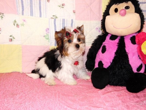 Biewer Yorkshire Terrier Yorki
