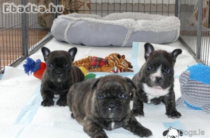 Egészséges francia bulldog kölykök