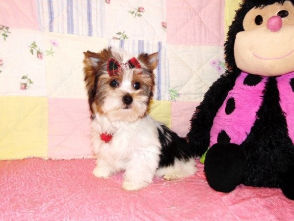 Biewer Yorkshire Terrier Yorki