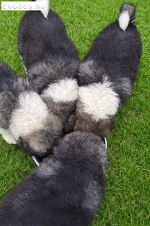 Kaukázusi juhász jellegű kiskutya