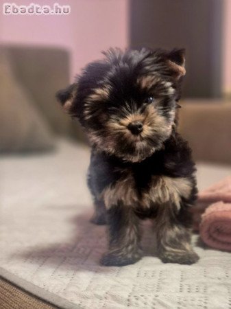 Yorkshire terrier kislány