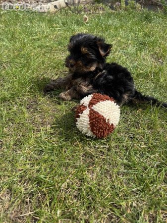 Yorkshire terrier kislány