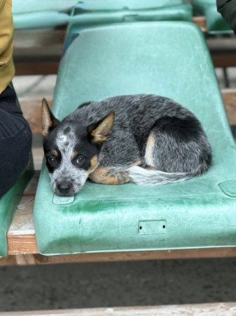 Ausztrál Cattle dog