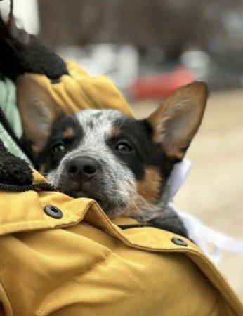 Ausztrál Cattle dog