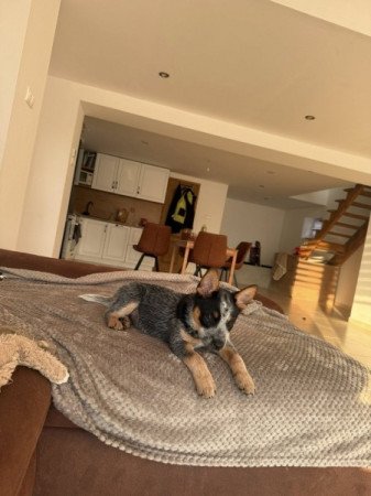 Ausztrál Cattle dog