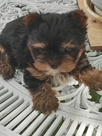 Yorksire terrier