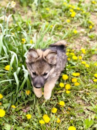 Németjuhász - Husky