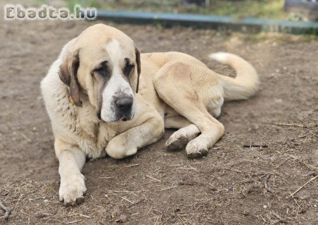Közép- ázsiai juhász kutya 1,5 éves kan