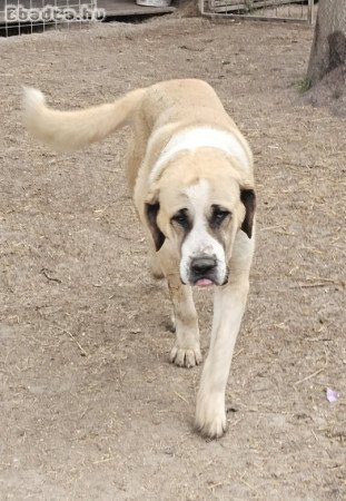 Közép- ázsiai juhász kutya 1,5 éves kan