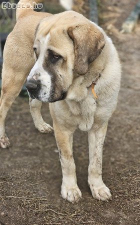 Közép- ázsiai juhász kutya 1,5 éves kan