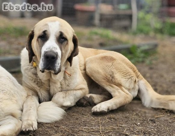 Közép- ázsiai juhász kutya 1,5 éves kan