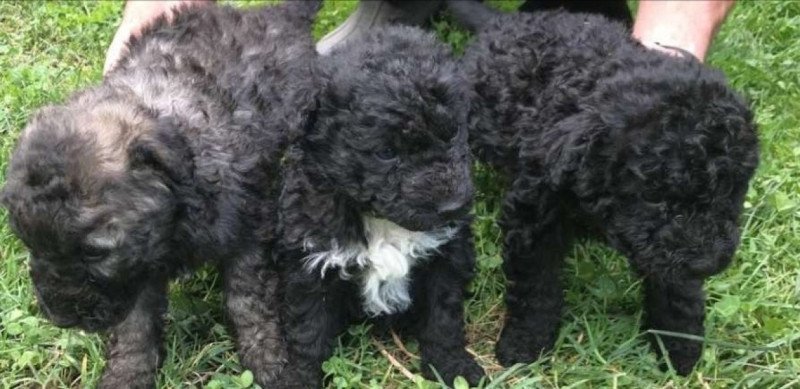Puli