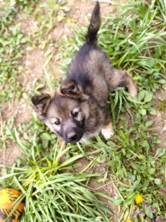 Németjuhász - Husky