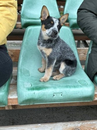 Ausztrál Cattle dog