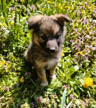 Németjuhász - Husky