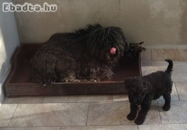 Puli kölyök kan kiskutya eladó