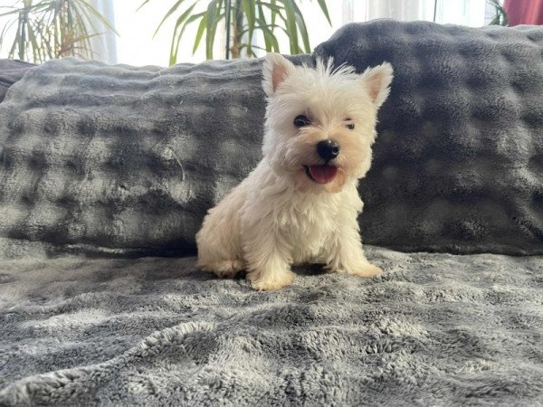 Westie