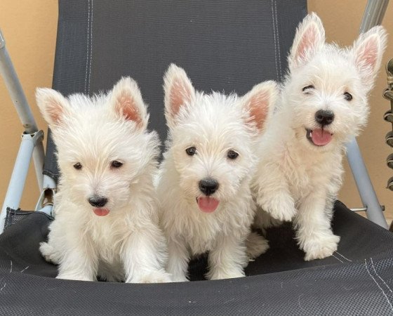 Westie