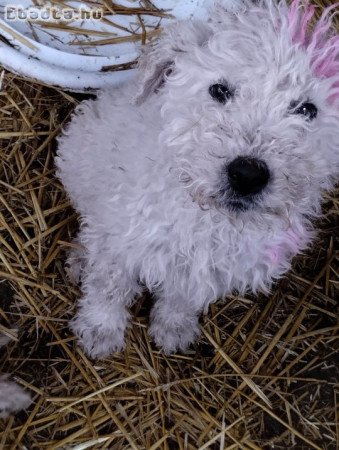 Komondor kutya