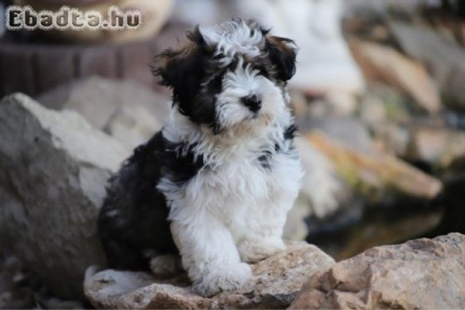 Eladó Bichon Havanese kisfiú