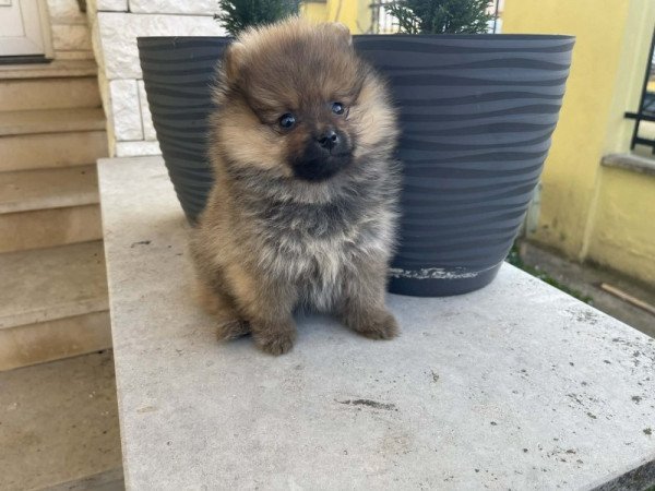 Pomerániai Törpe Spitz