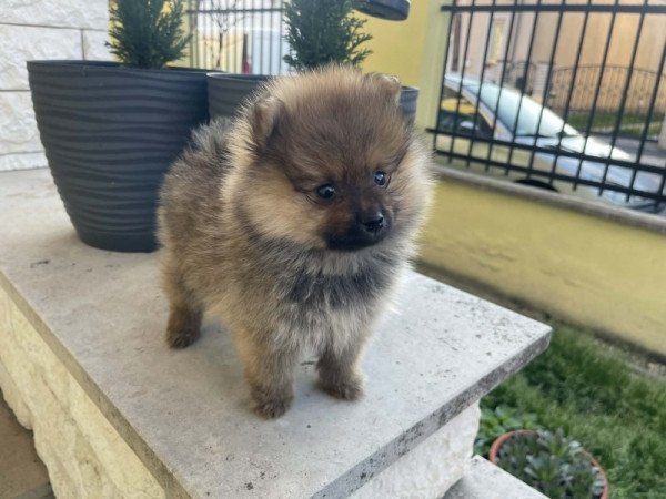 Pomerániai Törpe Spitz