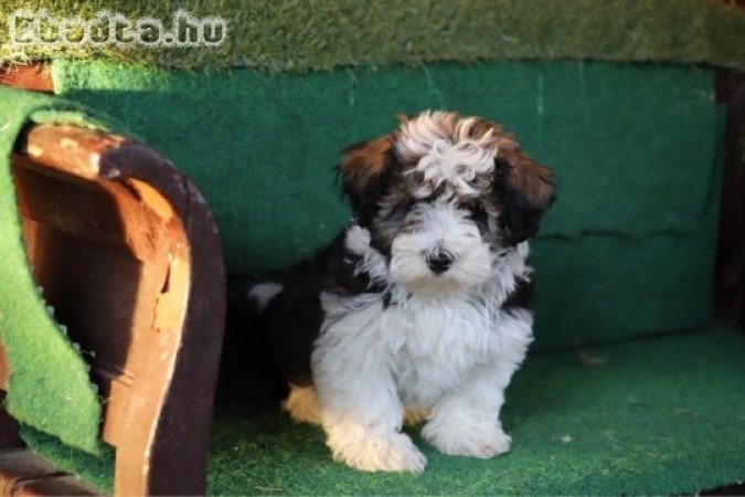 Eladó Bichon Havanese kisfiú