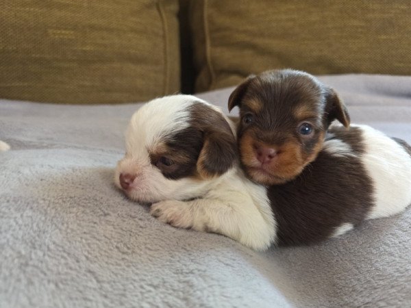 Yorkshire terrier