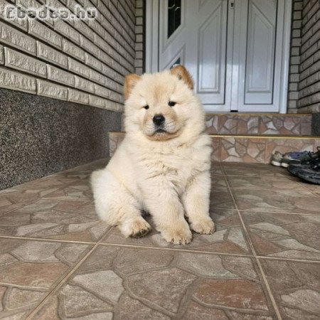 Chow Chow males