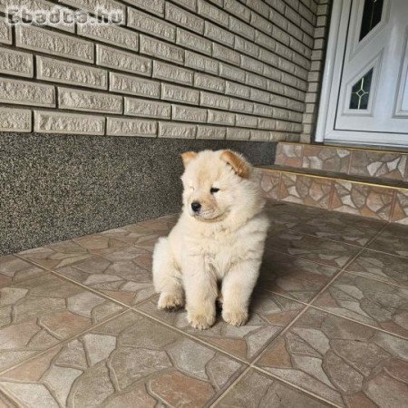 Chow Chow males