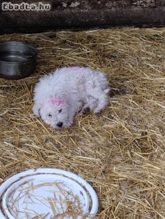 Komondor kutya