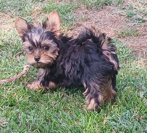 Yorkshire terrier