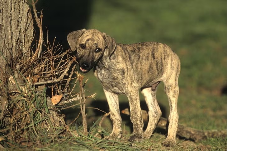 Mit tegyél, ha elveszlik a kutyád lépésről lépésre terv az első 48 órára