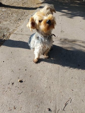 Yorkshire terrier