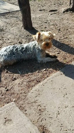 Yorkshire terrier