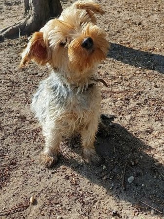 Yorkshire terrier