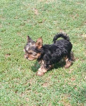 Yorkshire terrier