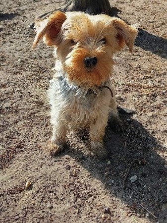 Yorkshire terrier