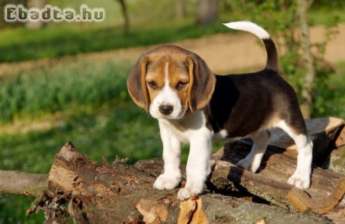 Beagle terrier kölykök