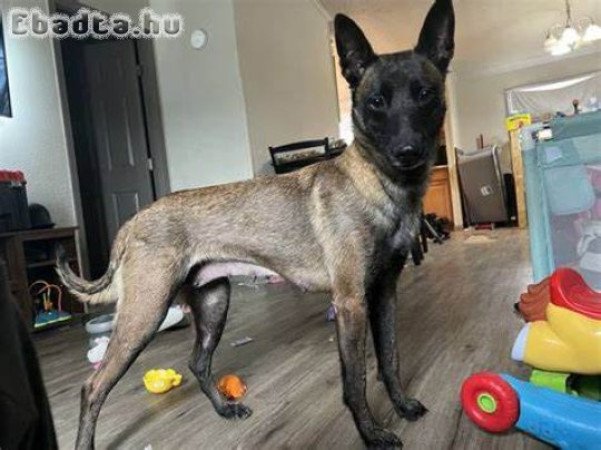 Belga juhászkutyák