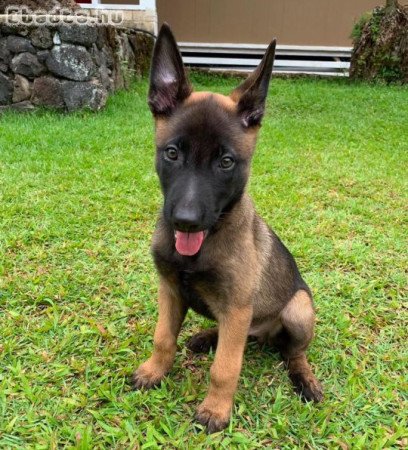 Belga juhászkutyák