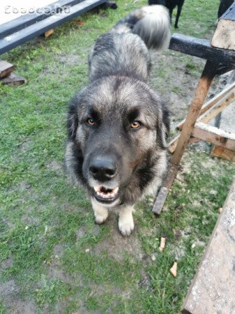 Ingyen elvihető fajtiszta törzskönyves sarplaninac