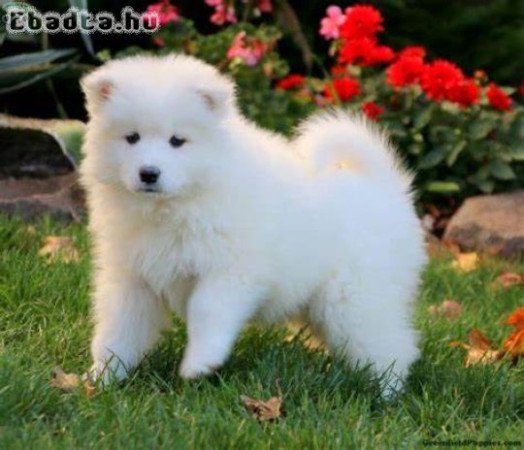 Szamojéd kölykök várnak rád!