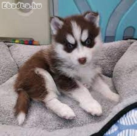 Alaszkai malamut kölykök